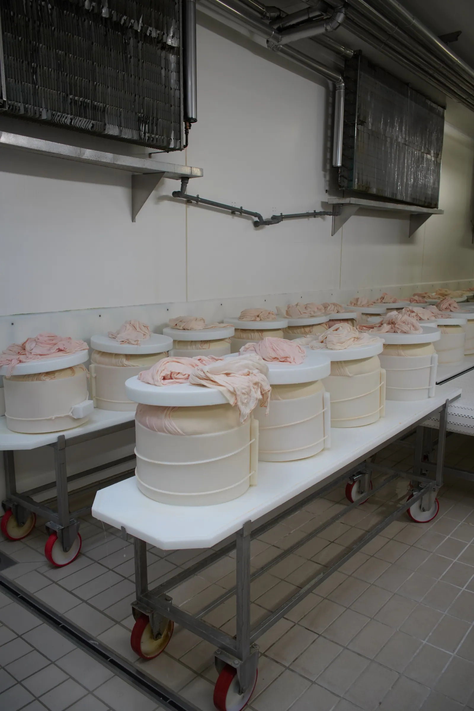 Frisch geformte Laibe mit Brandzeichen Parmigiano Reggiano